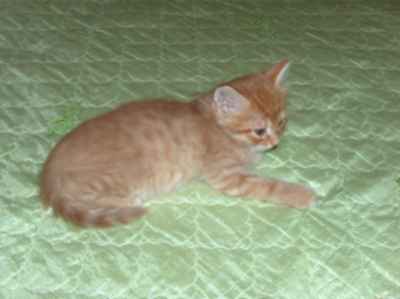 rudy kocurek syberyjski