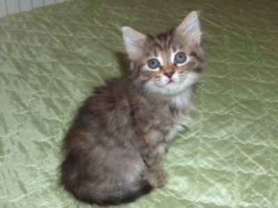 szylkretowa koteczka syberyjska