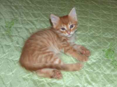 rudy kocurek syberyjski