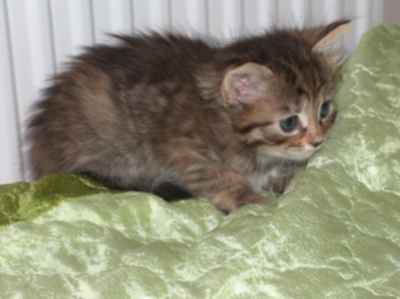 szylkretowa koteczka syberyjska