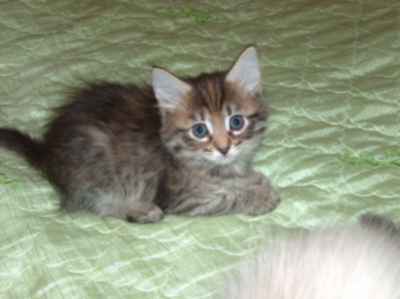 szylkretowa koteczka syberyjska