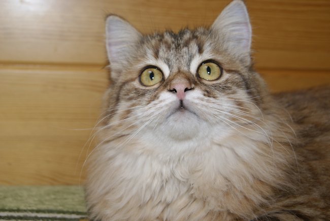 Kotka syberyjska Chanel