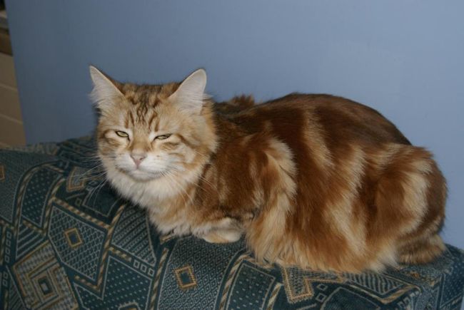 Kotka syberyjska Flora