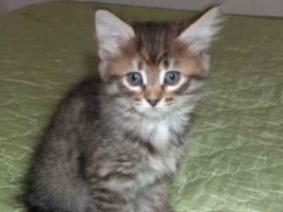 szylkretowa koteczka syberyjska