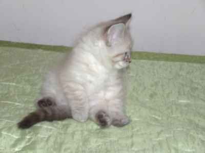 czarny kocurek syberyjski neva