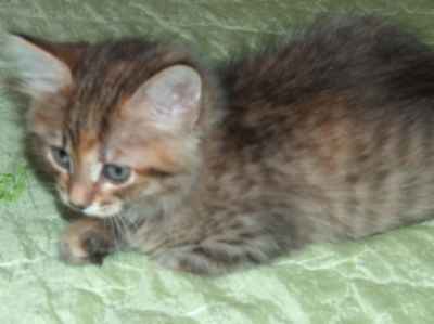 szylkretowa koteczka syberyjska