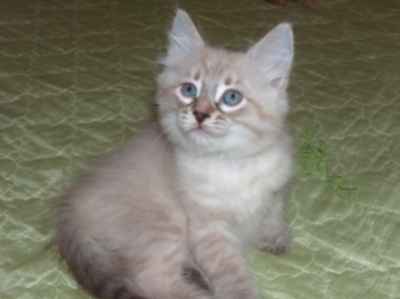 czarny kocurek syberyjski neva