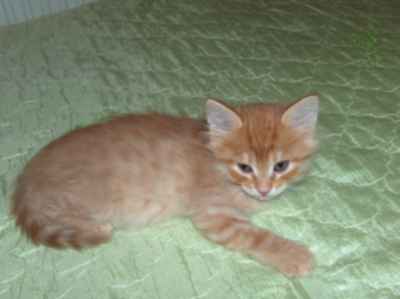 rudy kocurek syberyjski