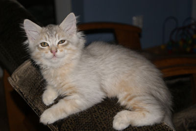 czarno srebrny kocurek