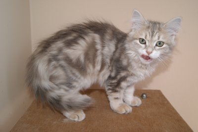 niebiesko z�ota koteczka