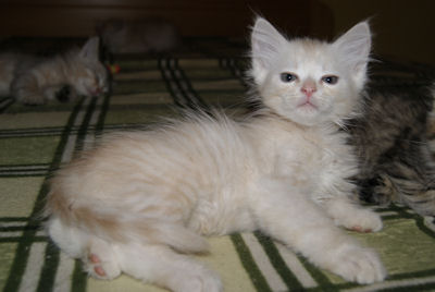 rudo srebrny kocurek