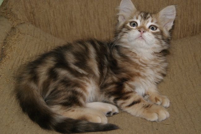 kotka syberyjska Kora/ golden siberian female