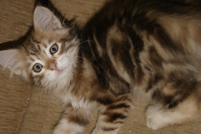 kotka syberyjska Kora/ golden siberian female