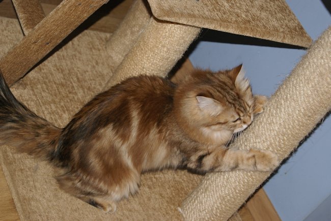 kotka syberyjska Kora/ golden siberian female