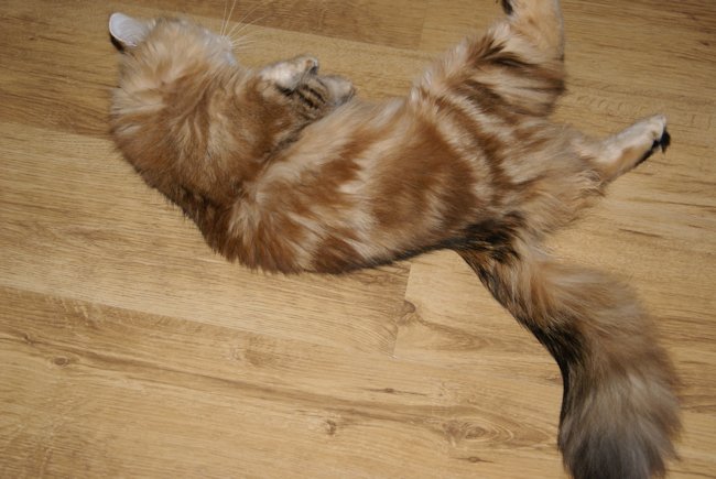 kotka syberyjska Kora/ golden siberian female