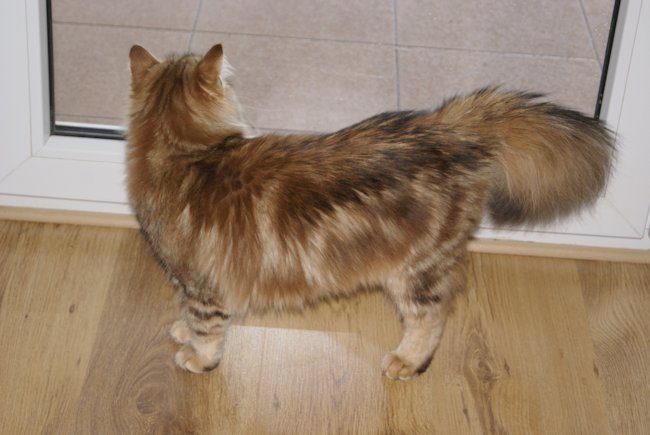 kotka syberyjska Kora/ golden siberian female