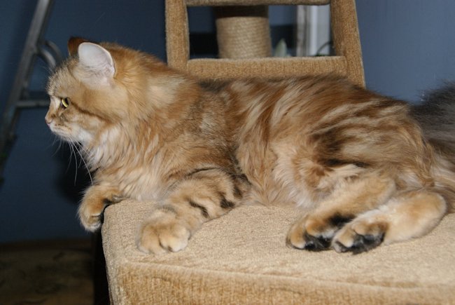 kotka syberyjska Kora/ golden siberian female