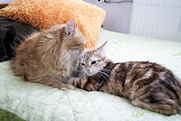 kicia i nowa opiekunka