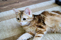 kotka syberyjska na kanapie