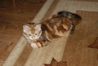 klasyczna z�ota kotka