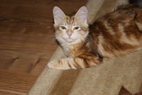 m�oda kotka w nowym domu