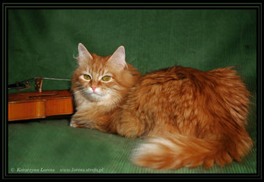 kot syberyjski w hodowli