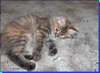 kotka syberyjska zosta�a w hodowli