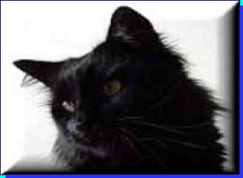 Czarny kocur syberyjski ojciec kociak�w