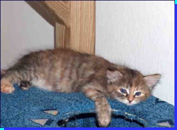 Cati mieszka w hodowli �olli