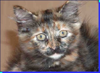 szylkretowa koteczka