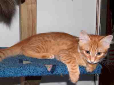 rudy kocurek syberyjski