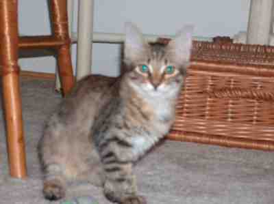 szylkretowa koteczka syberyjska