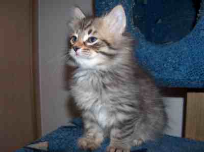 czarny kocurek syberyjski