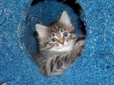 czarna koteczka syberyjska