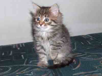 czarna koteczka syberyjska