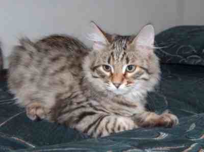 czarny kocurek syberyjski