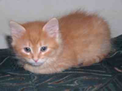 rudy kocurek syberyjski