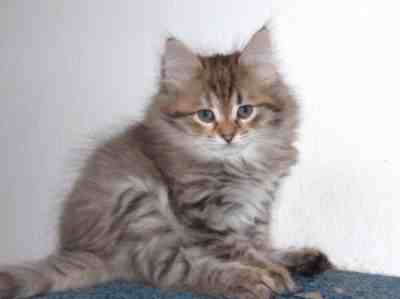 szylkretowa koteczka syberyjska