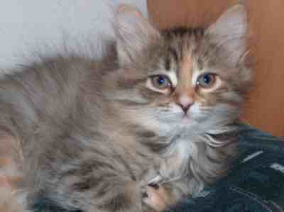 szylkretowa koteczka syberyjska