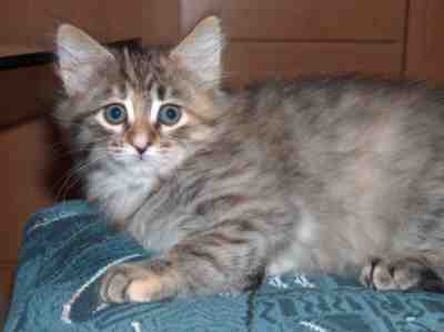 szylkretowa koteczka syberyjska