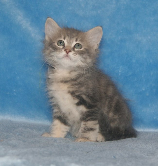 kot syberyjski Ohrim/ blue siberian male