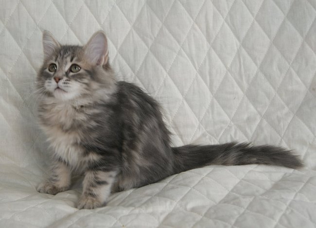 kot syberyjski Ohrim/ blue siberian male