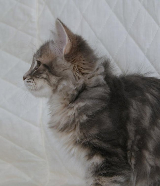 kot syberyjski Ohrim/ blue siberian male