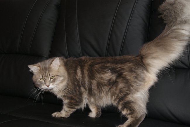 kot syberyjski Ohrim/ blue siberian male