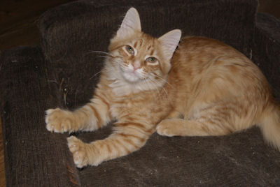 rudy kocurek syberyjski