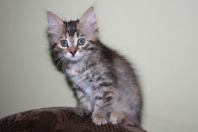 szylkretowa koteczka syberyjska