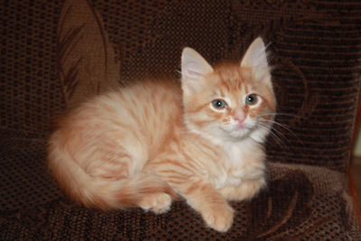 rudy kocurek syberyjski