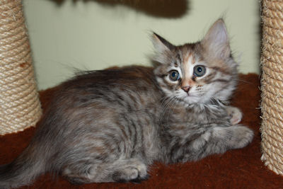 szylkretowa koteczka syberyjska