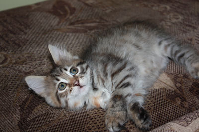 szylkretowa koteczka syberyjska