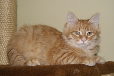 rudy kocurek syberyjski